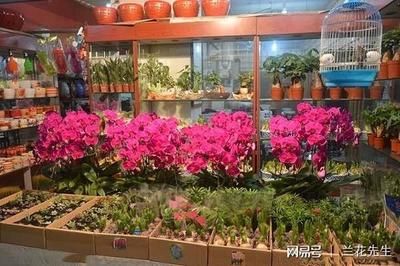 廣州芳村花卉市場幾點開門：廣州芳村花卉市場全天候開放 廣州水族批發(fā)市場 第3張