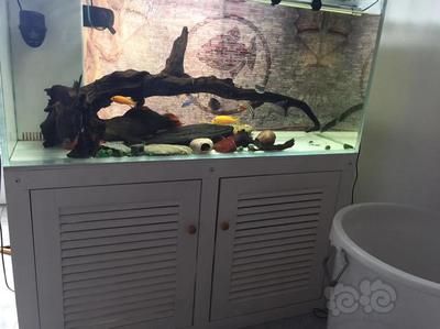 搬家送魚缸和魚有什么講究：搬家時送魚缸好還是送魚缸好？ 魚缸百科 第3張