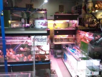 廣州觀賞魚店：廣州市觀賞魚店推薦