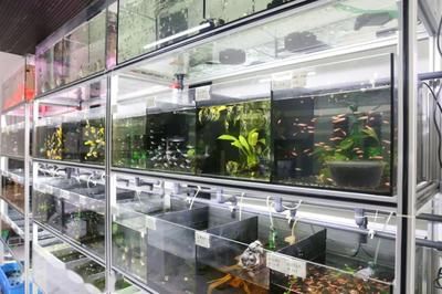 廣州觀賞魚店：廣州市觀賞魚店推薦