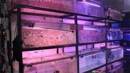 廣州觀賞魚店：廣州市觀賞魚店推薦 廣州水族批發(fā)市場 第4張