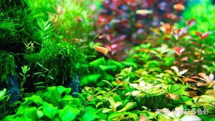 不怕冷的魚缸水草有哪些：不怕冷的水草魚缸水草種植技巧不怕冷的水草魚缸水草 魚缸百科 第4張