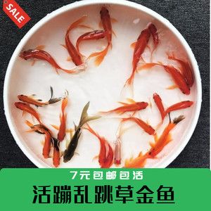 小龍魚(yú)的功效：小龍魚(yú)是一種淡水魚(yú)，營(yíng)養(yǎng)價(jià)值豐富， 龍魚(yú)百科 第1張