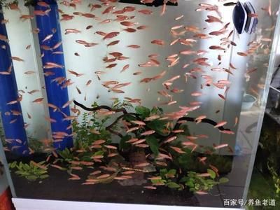 窗戶改造魚缸：窗戶改造魚缸的步驟 魚缸百科 第1張