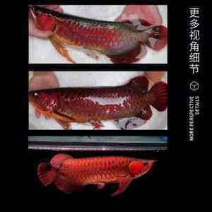 辣椒紅龍魚(yú)一般多少錢(qián)一條：辣椒紅龍魚(yú)一般多少錢(qián)一條辣椒紅龍魚(yú)一般多少錢(qián)一條 龍魚(yú)百科 第2張