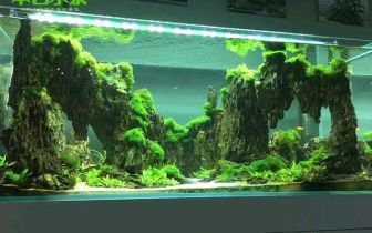 廣州魚缸造景培訓班：廣州水草造景培訓班 廣州水族批發(fā)市場 第2張