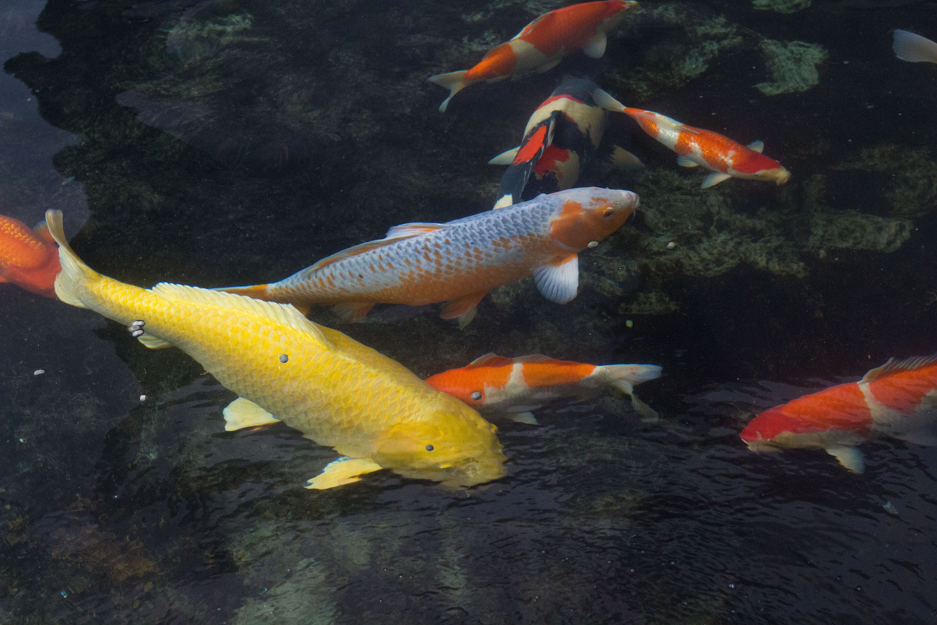 觀賞魚視頻超白缸：水草缸與混養(yǎng)缸的區(qū)別 廣州水族批發(fā)市場 第4張