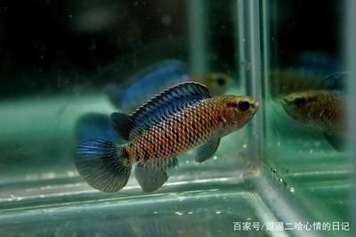 龍魚卵孵化：龍魚卵的人工孵化 龍魚百科 第2張