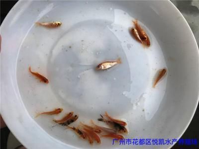 廣東觀賞魚(yú)苗批發(fā)市場(chǎng)：廣東觀賞魚(yú)養(yǎng)殖技術(shù) 廣州水族批發(fā)市場(chǎng) 第1張