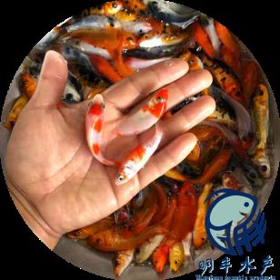 廣東觀賞魚(yú)苗批發(fā)市場(chǎng)：廣東觀賞魚(yú)養(yǎng)殖技術(shù) 廣州水族批發(fā)市場(chǎng) 第4張