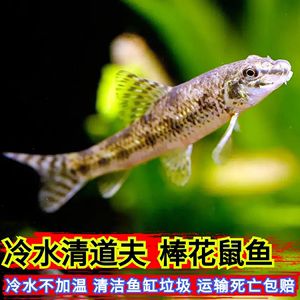 棒花魚能清理魚缸嗎 魚缸百科 第4張