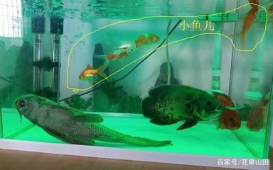 大魚(yú)水族魚(yú)缸養(yǎng)什么魚(yú)最好：熱帶魚(yú)的飼養(yǎng)技巧與常見(jiàn)誤區(qū)分享熱帶魚(yú)的飼養(yǎng)技巧