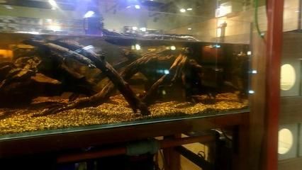 廣州觀賞魚市場哪個最好：廣州觀賞魚市場怎么樣 廣州水族批發(fā)市場 第4張