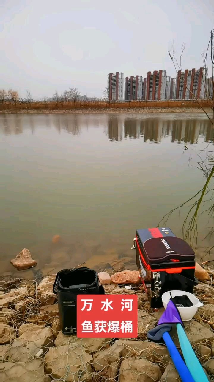 魚食：來了，松鼠家的鱖魚 觀賞魚論壇