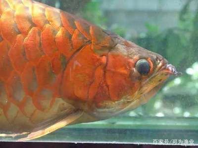 龍魚多大容易掉眼球：關(guān)于龍魚掉眼的問題 龍魚百科 第1張