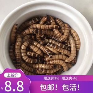 龍魚一天吃多少大麥蟲好：龍魚一天吃多少大麥蟲 龍魚百科 第3張