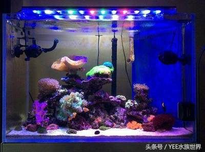 大型魚缸加熱棒：創(chuàng)寧魚缸加熱棒品牌推薦魚缸加熱棒的使用注意事項(xiàng)