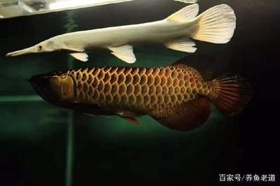 金龍魚(yú)用什么顏色燈發(fā)色