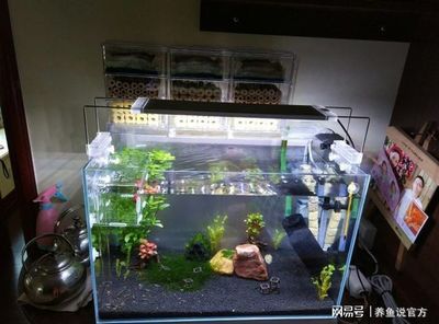 玻璃魚缸水垢清除妙招視頻：如何清除玻璃魚缸水垢 魚缸百科 第4張