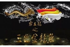 金龍魚風(fēng)水學(xué)說法是什么：金龍魚風(fēng)水學(xué)說法