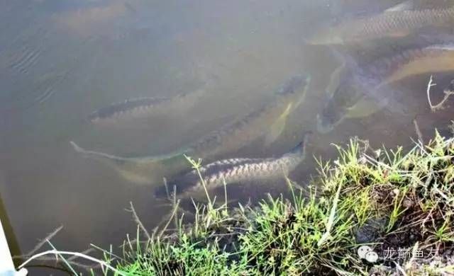 龍魚一次喂多少飼料一天喂幾次 龍魚百科 第3張