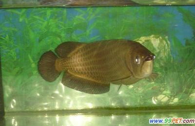 龍魚怎樣飼養(yǎng)和管理的：龍魚的飼養(yǎng)和管理 龍魚百科 第2張