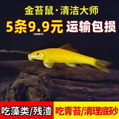 大型魚缸怎么搬：大型魚缸搬運注意事項和注意事項和注意事項和注意事項 魚缸百科 第1張