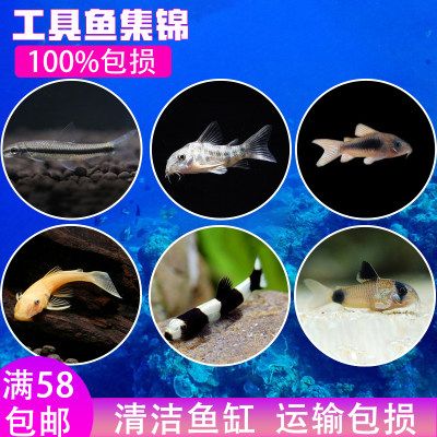 大型魚缸怎么搬：大型魚缸搬運注意事項和注意事項和注意事項和注意事項 魚缸百科 第4張