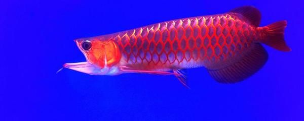 和紅龍魚(yú)混養(yǎng)的有哪些魚(yú)品種好看：和紅龍魚(yú)混養(yǎng)的品種較多，和紅龍魚(yú)混養(yǎng)的魚(yú)品種較多