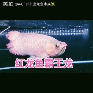 金龍魚霸王龍打這個家：“金龍魚霸王龍打這個家”是什么意思？ 龍魚百科 第2張