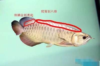 龍魚爬背技巧圖解：龍魚爬背技巧圖解龍魚爬背技巧圖解