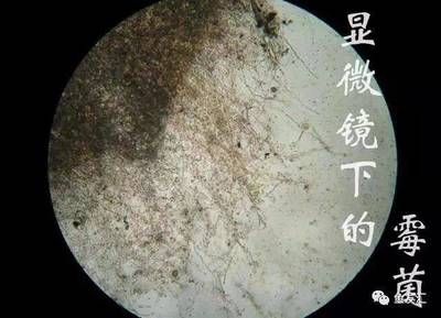 土霉素治療龍魚水霉：土霉素可以治療龍魚水霉病嗎？