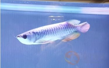 大型魚缸品牌十大排名最新：2024年大型魚缸品牌十大排名