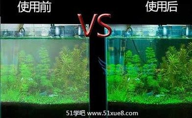 大魚缸糞便怎么清理干凈：清理大魚缸中的糞便是保持水質(zhì)清潔的重要步驟以下幾種方法 魚缸百科 第4張