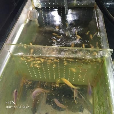 慈鯛魚用什么魚缸：三湖慈鯛的魚缸選擇 魚缸百科 第3張