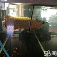 賣金龍魚好嗎知乎：賣金龍魚是否好這個(gè)問(wèn)題時(shí)我們可以從多個(gè)角度進(jìn)行分析 龍魚百科 第3張