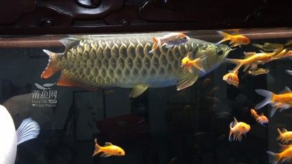 賣金龍魚好嗎知乎：賣金龍魚是否好這個(gè)問(wèn)題時(shí)我們可以從多個(gè)角度進(jìn)行分析 龍魚百科 第2張