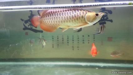 賣金龍魚好嗎知乎：賣金龍魚是否好這個(gè)問(wèn)題時(shí)我們可以從多個(gè)角度進(jìn)行分析 龍魚百科 第1張