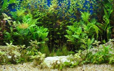 大型魚魚缸造景 魚缸百科 第1張