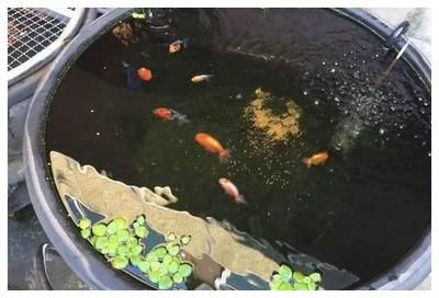 冬天魚缸多久換一次水 魚缸百科 第4張