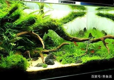 大型熱帶魚(yú)缸造景：如何打造熱帶魚(yú)生態(tài)魚(yú)缸造景