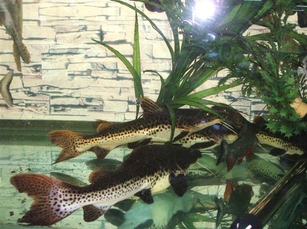 養(yǎng)銀龍魚好處：養(yǎng)銀龍魚有什么好處？ 龍魚百科 第3張