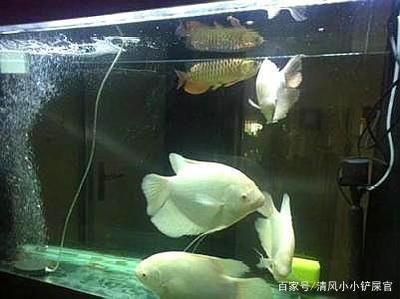 龍魚幾個品種一起養(yǎng)：混養(yǎng)龍魚需要注意哪些問題 龍魚百科 第2張