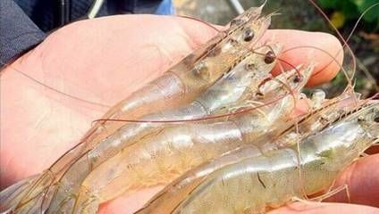 龍魚吃的蝦要扒殼嗎：龍魚喂食蝦類是否需要去殼 龍魚百科 第1張