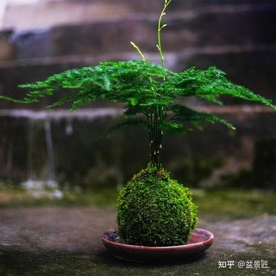 玻璃魚缸適合養(yǎng)什么花卉：玻璃魚缸適合養(yǎng)植哪些花卉 魚缸百科 第3張