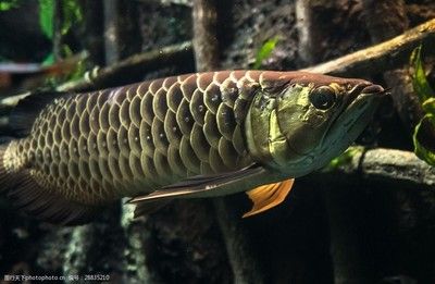 熱帶金龍魚(yú)可以吃嗎：熱帶金龍魚(yú)可以吃嗎，