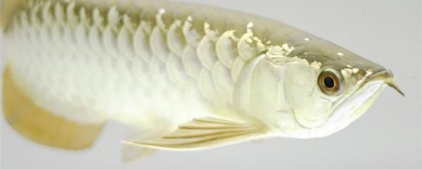 龍魚(yú)發(fā)炎用什么藥好：龍魚(yú)發(fā)炎用什么藥好， 龍魚(yú)百科 第1張