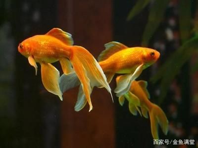 常見觀賞魚類有哪些：常見的觀賞魚類有哪些 龍魚百科 第1張