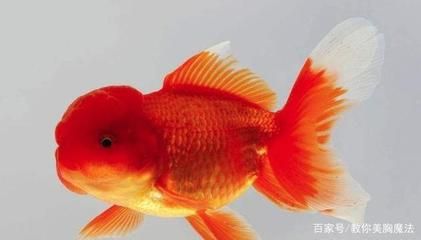 常見觀賞魚類有哪些：常見的觀賞魚類有哪些 龍魚百科 第2張