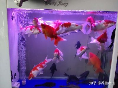 1.2米魚缸錦鯉：一個1.2米的魚缸養(yǎng)5到7條錦鯉合適嗎？ 魚缸百科 第1張